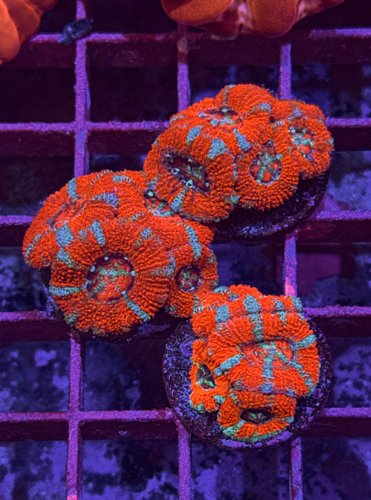 Orange Acan (WYSIWYG)