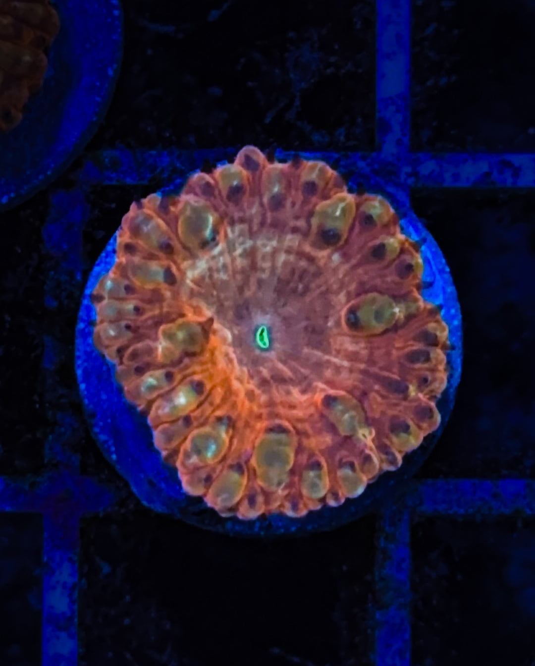 Orange/Gold Indo Blasto (WYSIWYG)