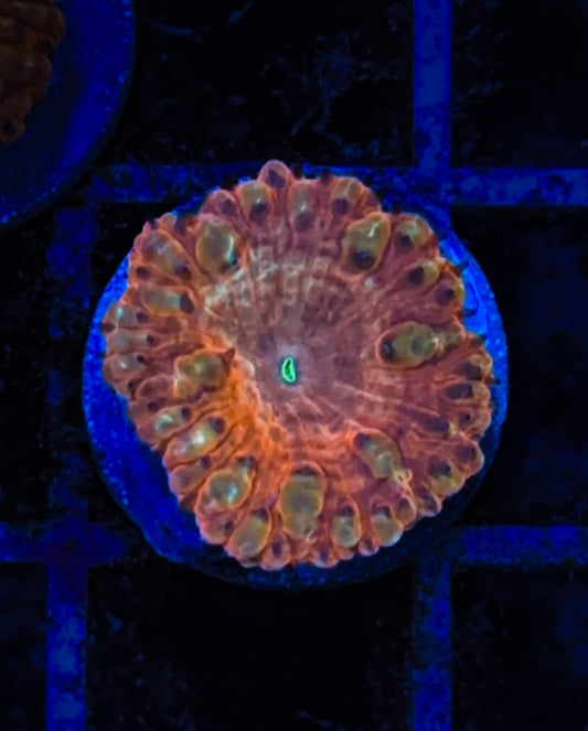 Orange/Gold Indo Blasto (WYSIWYG)