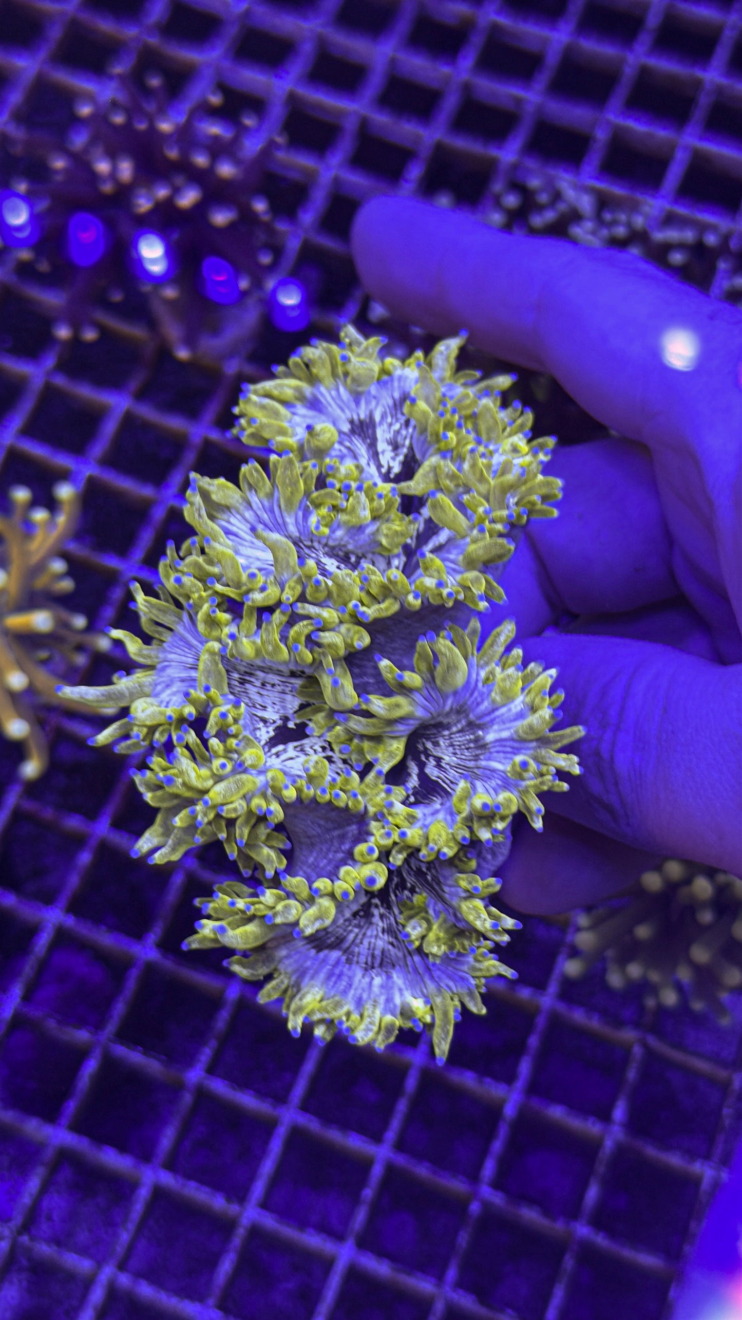 Super Unique Elegance (WYSIWYG)