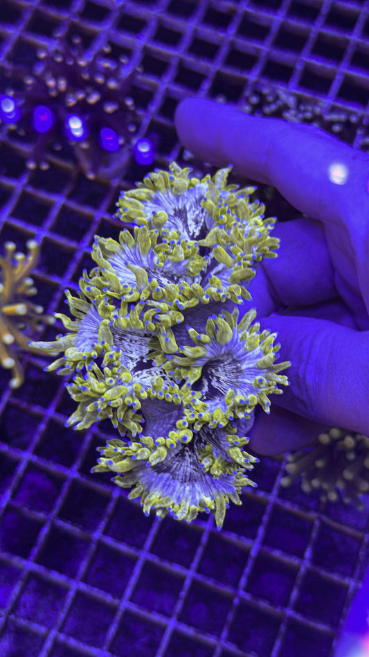 Super Unique Elegance (WYSIWYG)