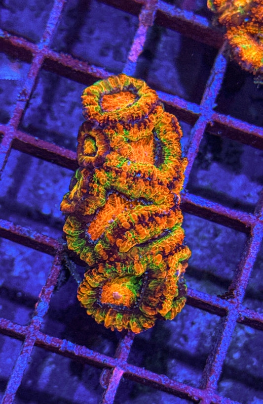 Ultra Rainbow Acan Colony (WYSIWYG)