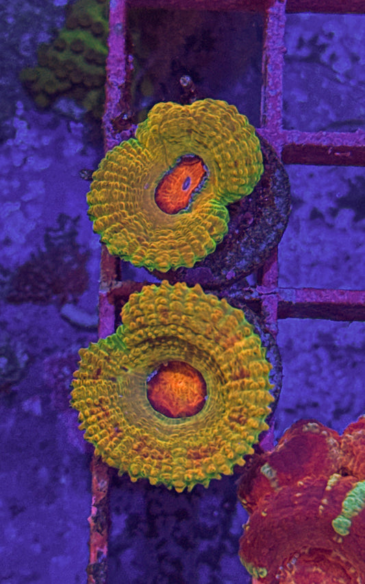 BSA Kill Shot Acan (WYSIWYG)