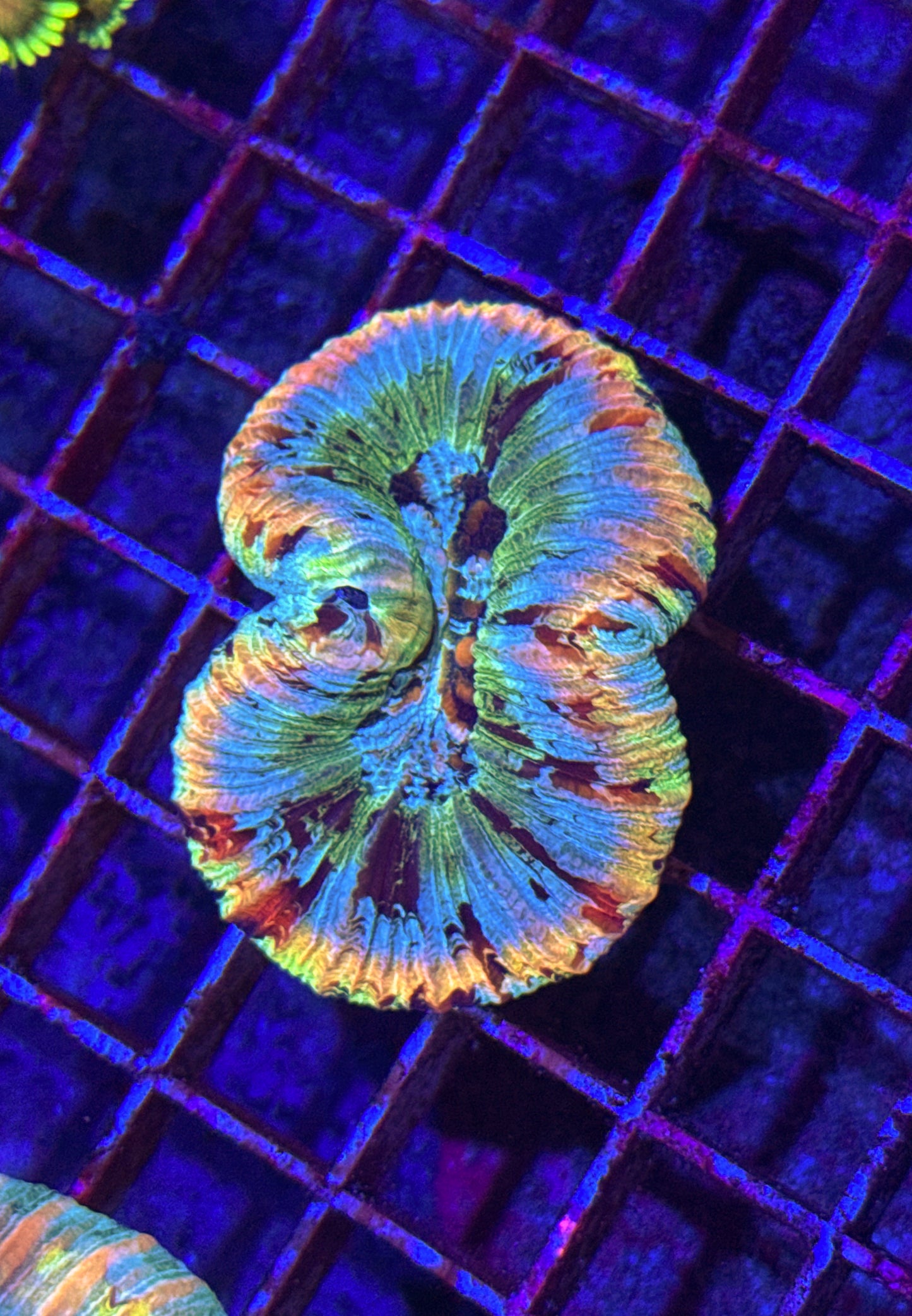 Cotton Candy Rainbow Trachy (WYSIWYG)