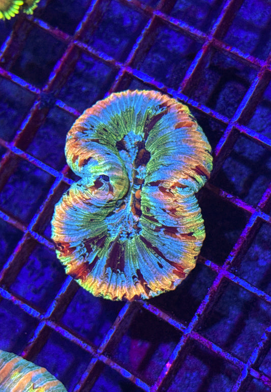 Cotton Candy Rainbow Trachy (WYSIWYG)
