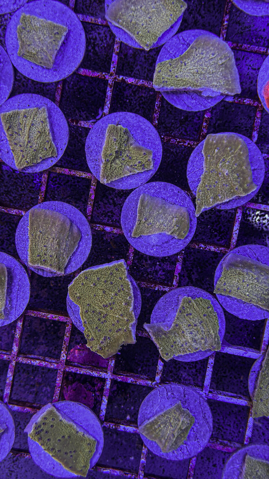 Green Monti Cap (WYSIWYG