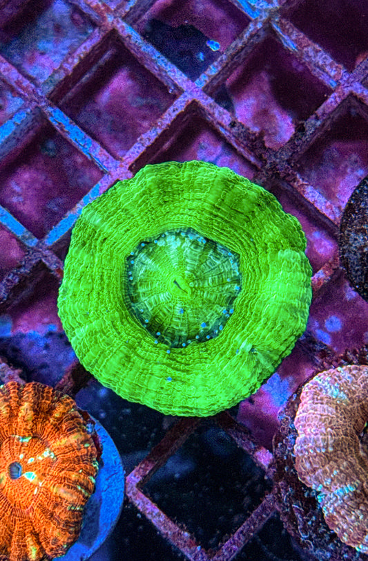 Acan Maxima “Rare!” (WYSIWYG)