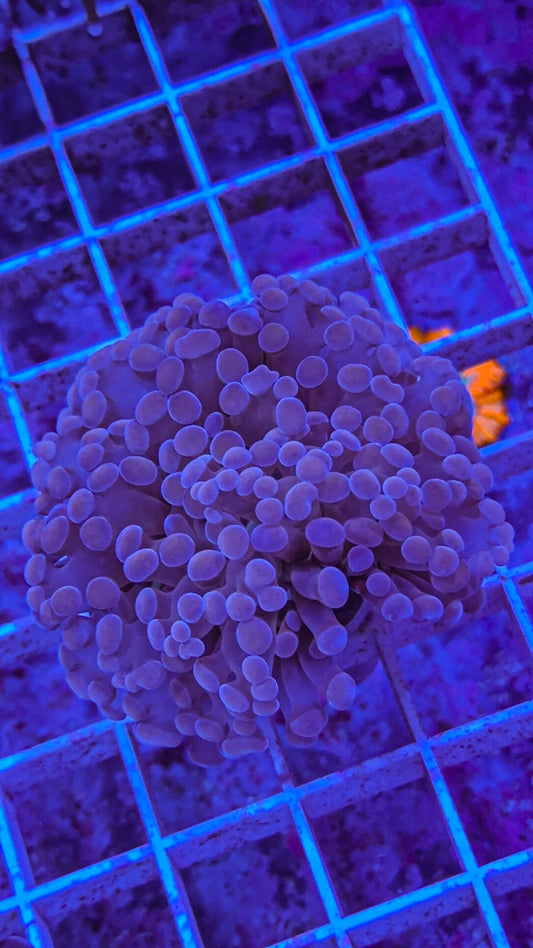 Pink Frammer (WYSIWYG)