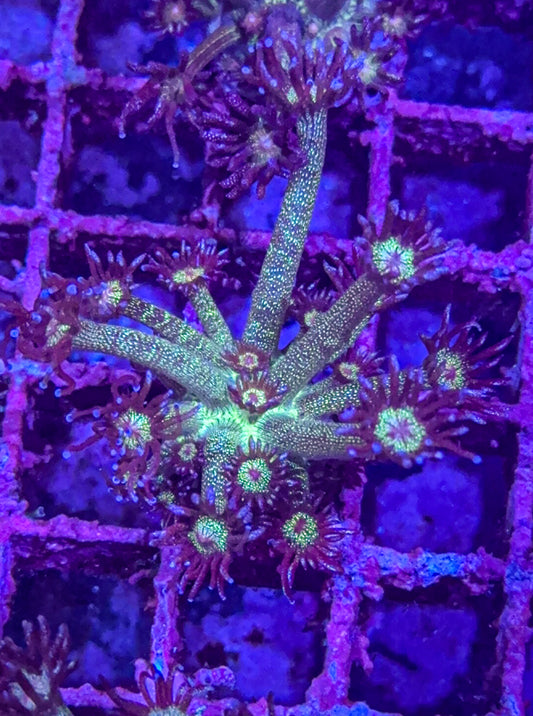 Glitter Goni (WYSIWYG)