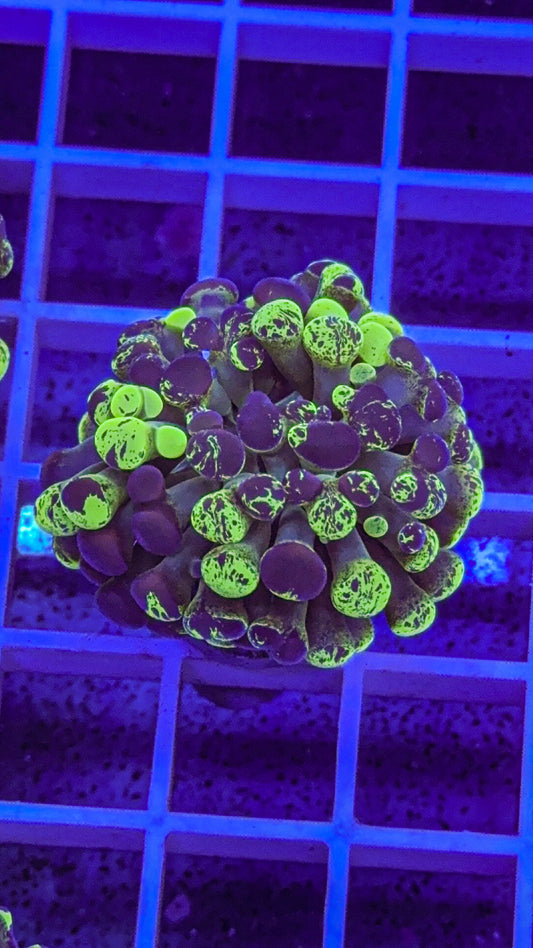 Splatter Hammer #4 (WYSIWYG)