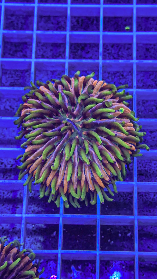 Crazy Fungia #3 (WYSIWYG)