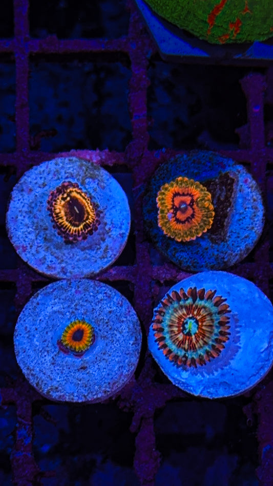 High End Zoa Pack (WYSIWYG)