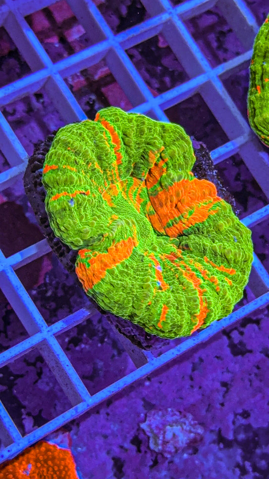 Bleeding Apple Scoly (WYSIWYG)