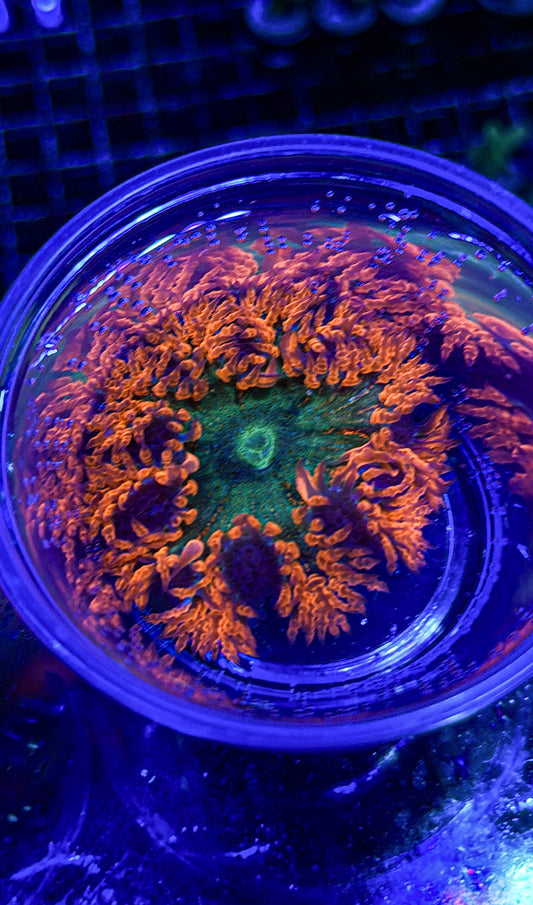 Rock Flower Anemone (WYSIWYG)