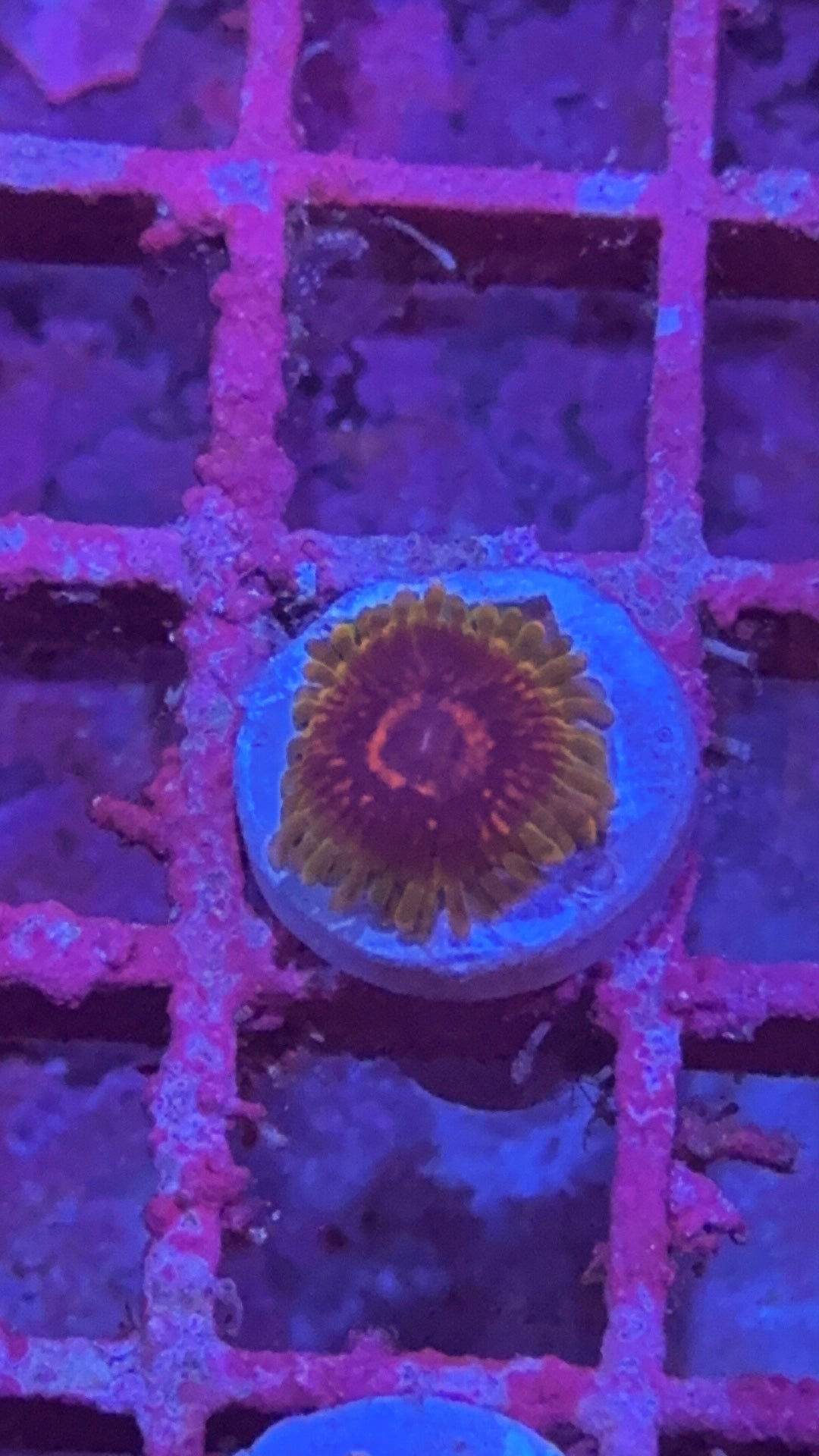 Predator Zoa (WYSIWYG)