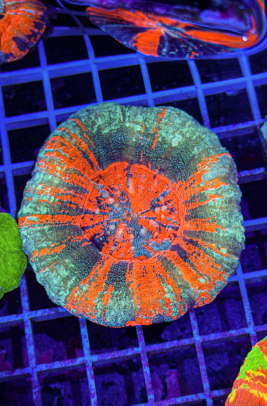 Glitter Master Scoly (WYSIWYG)