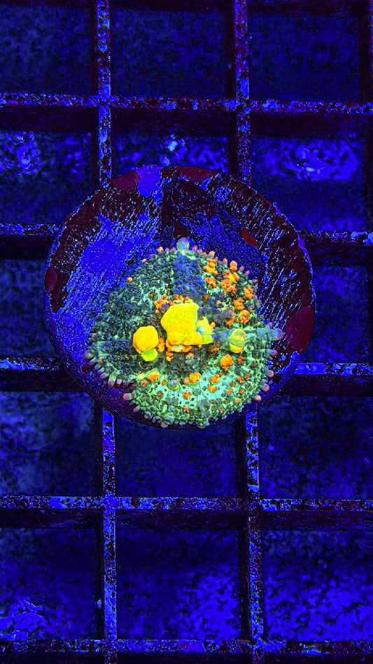 OG Bounce Mushroom (WYSIWYG)