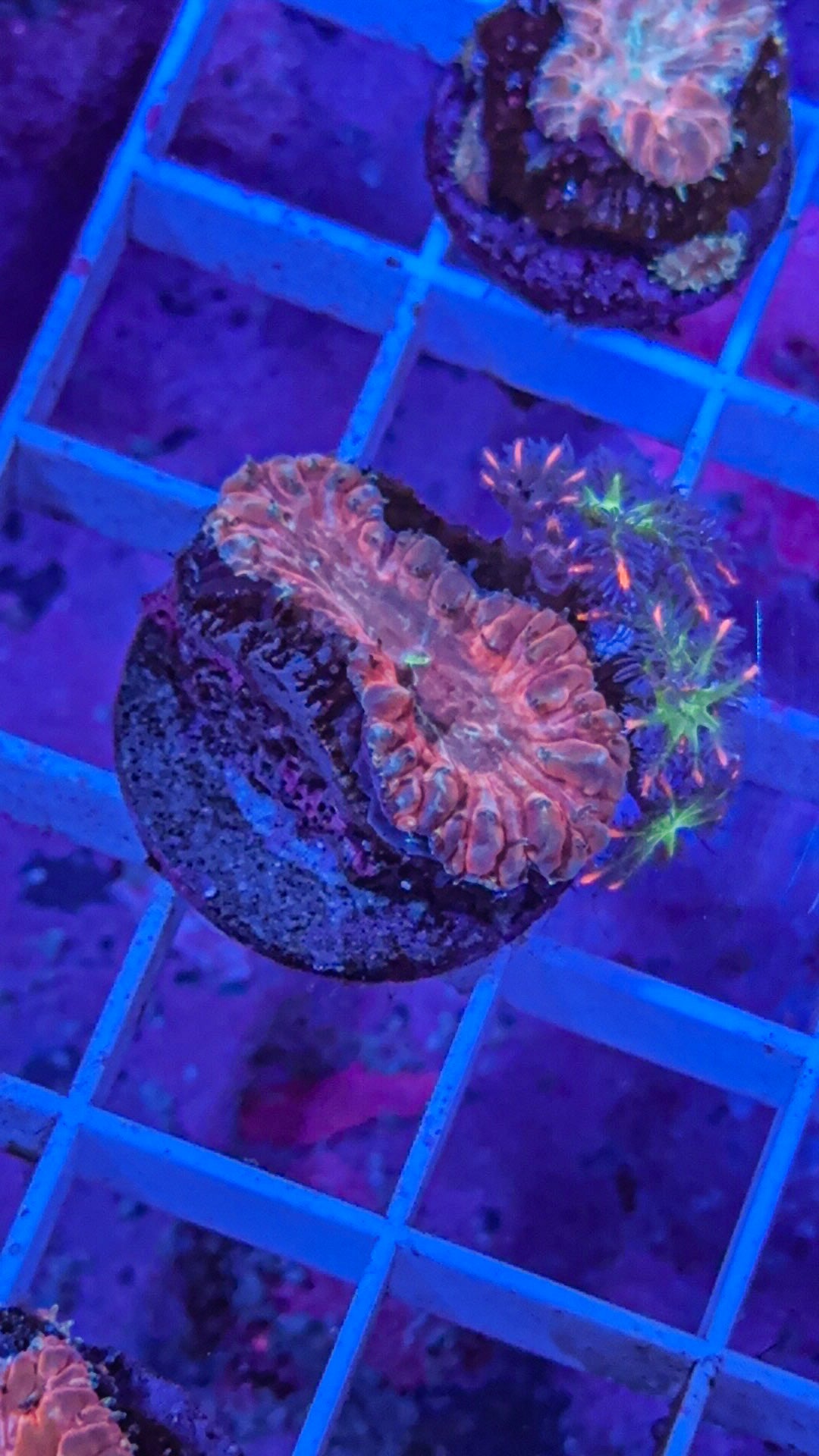 Orange Blasto with firework cloves (WYSIWYG)