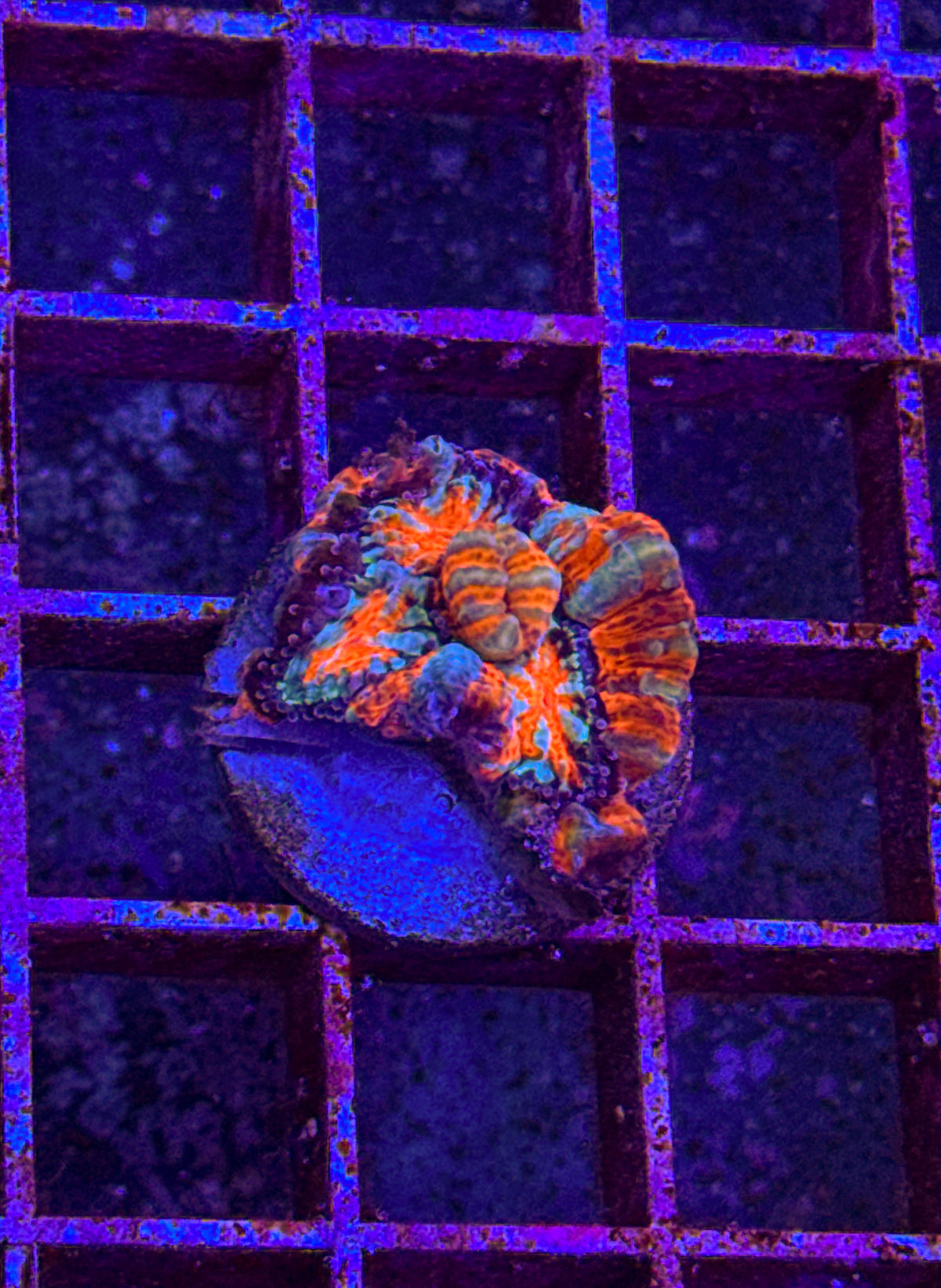 Rainbow Wilsoni (WYSIWYG)