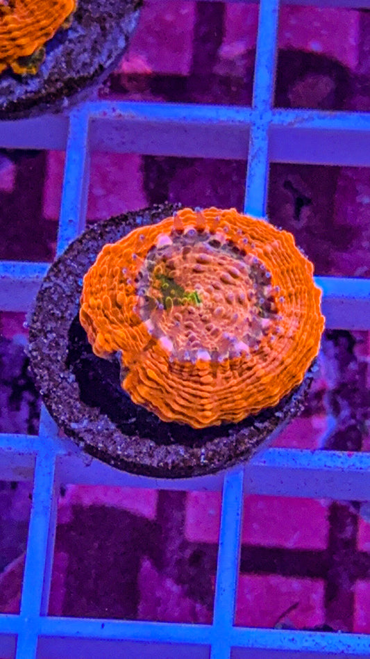 Agent Orange Acan Echinata (WYSIWYG)