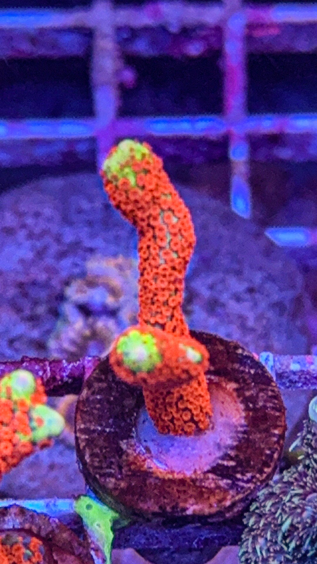 Bubblegum Digi (WYSIWYG)