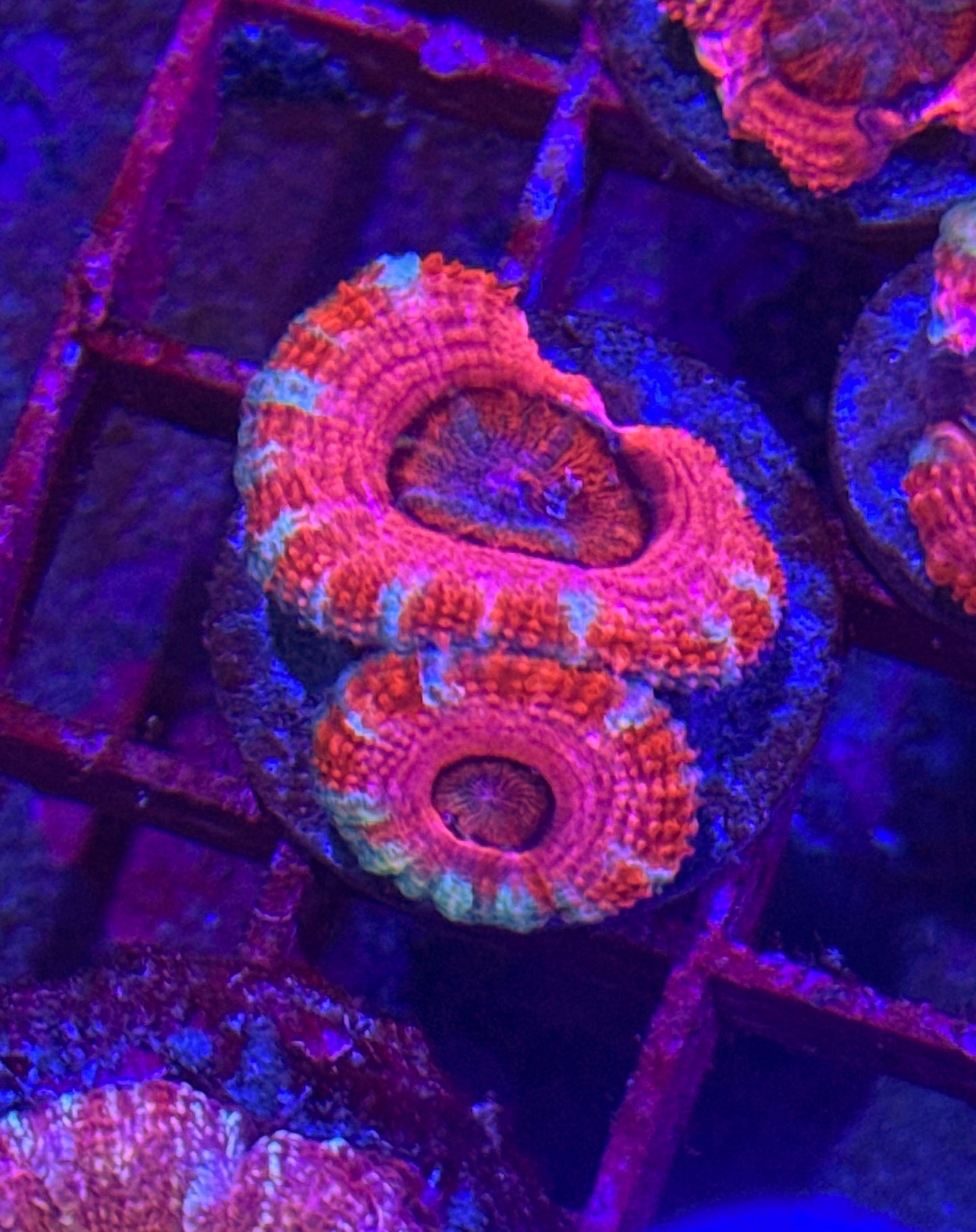 Pink Acan (WYSIWYG)