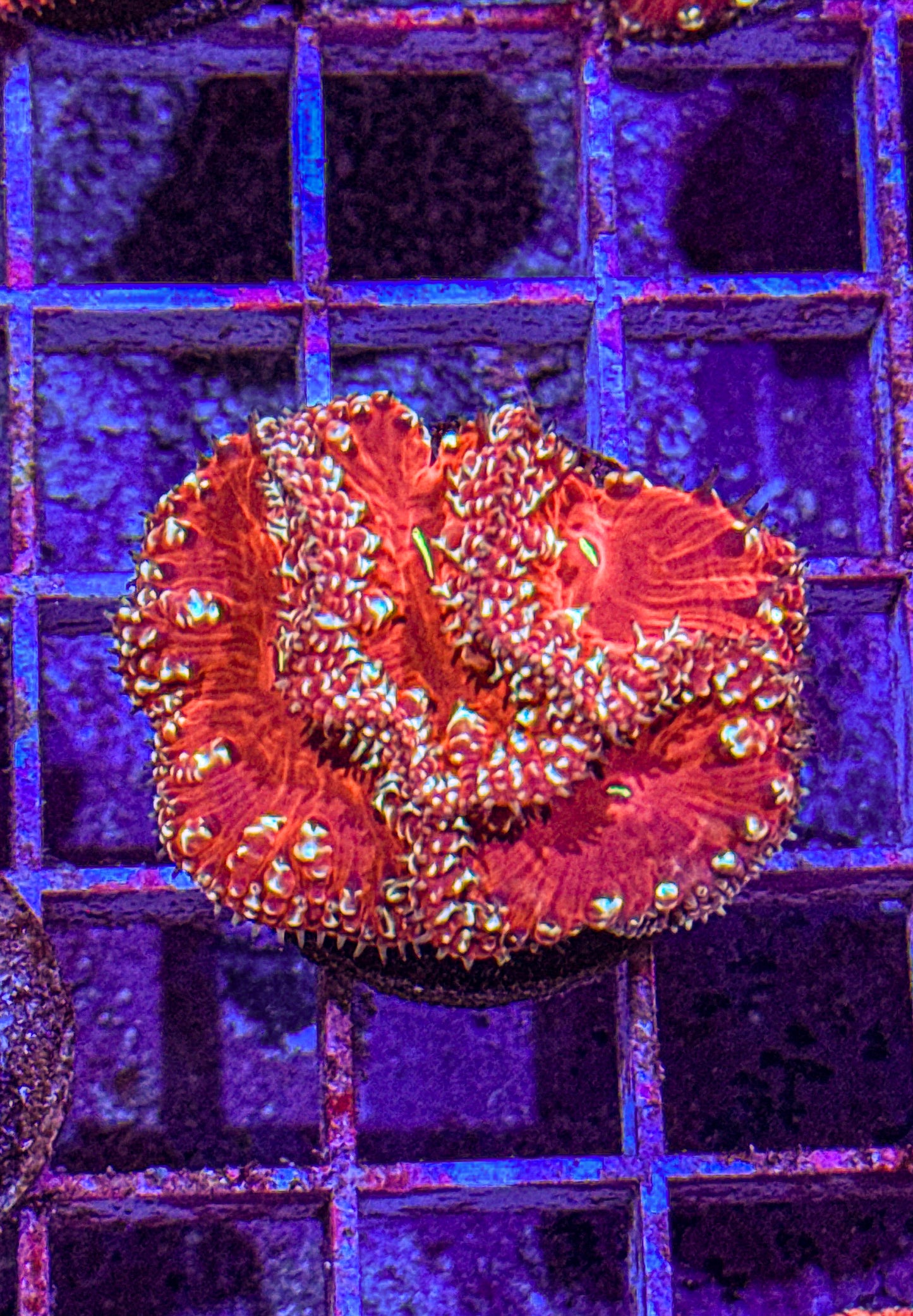 Blasto (WYSIWYG)