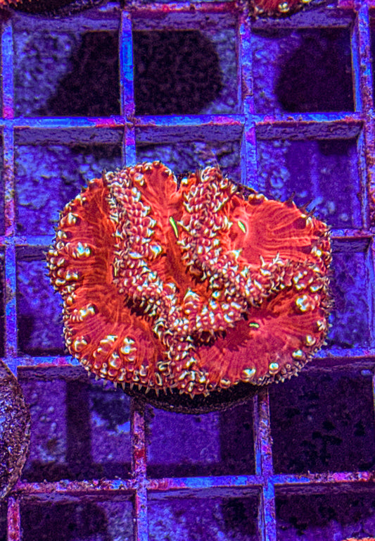 Blasto (WYSIWYG)