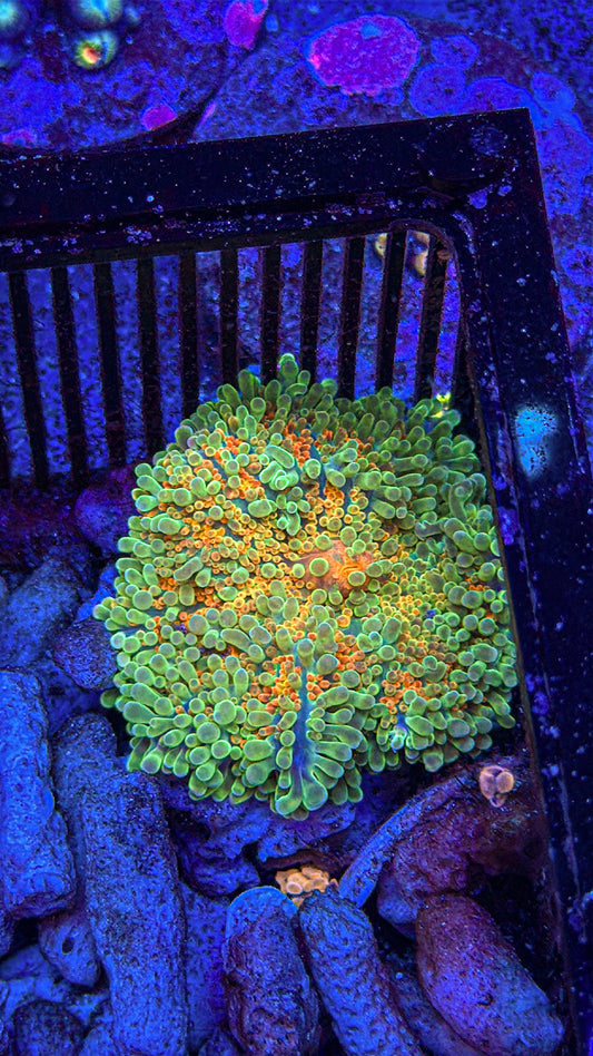 Yellow Base Yuma Mushroom (WYSIWYG)