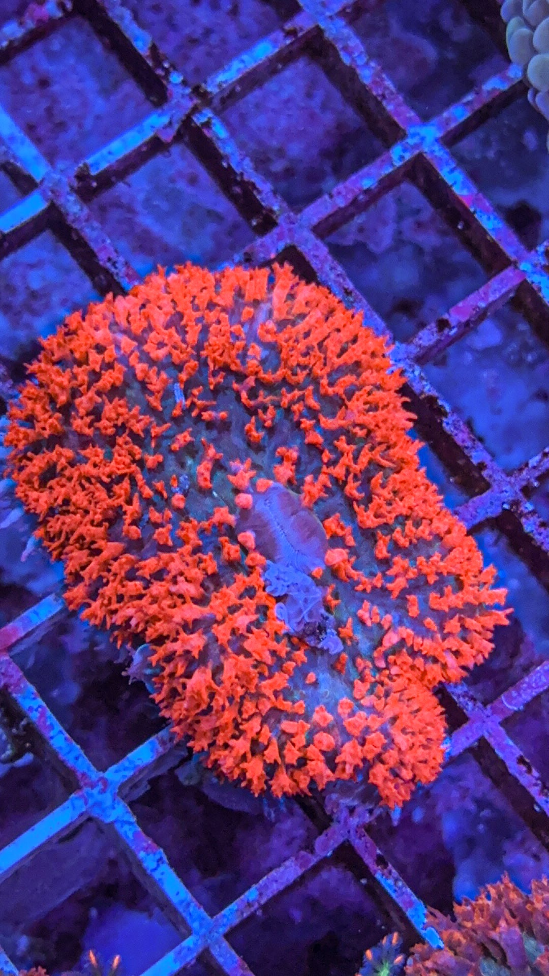 Saint Thomas Mushroom Coral (WYSIWYG)