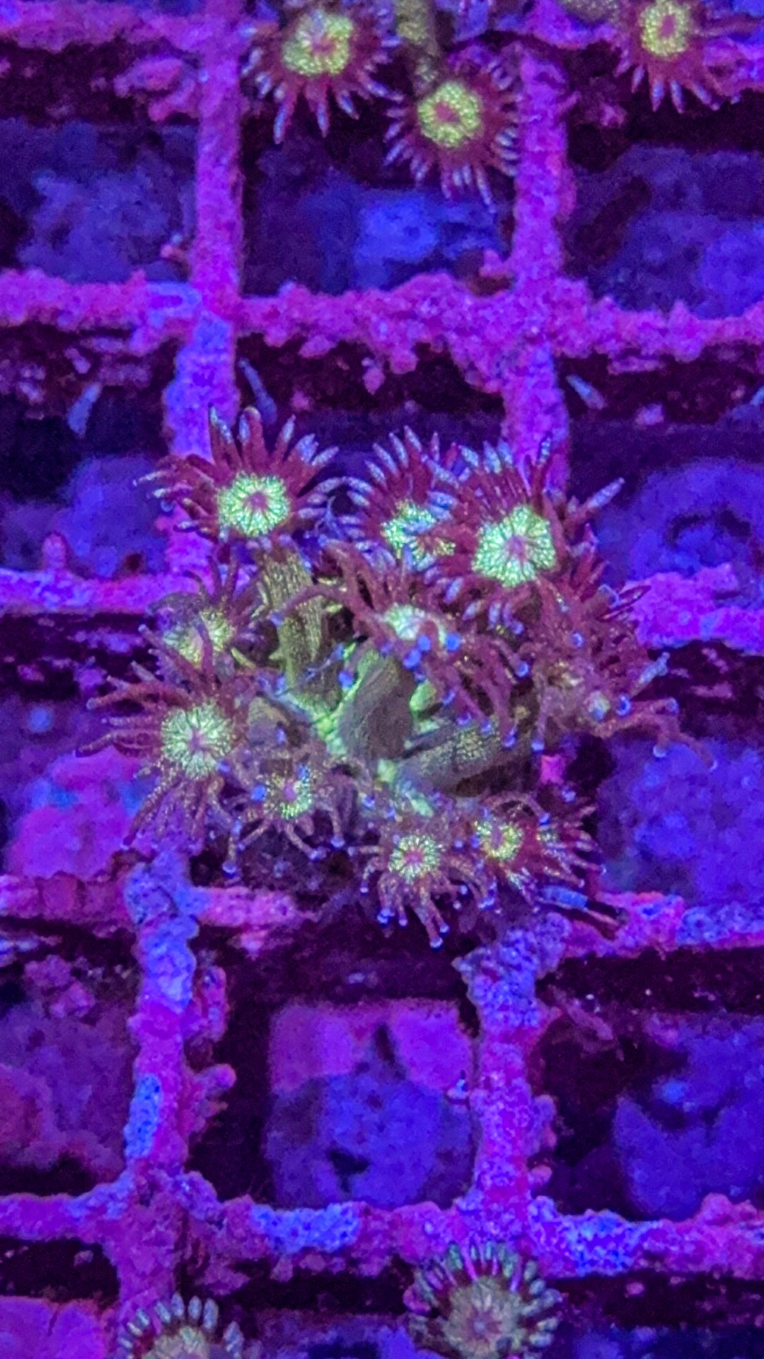 Glitter Goni (WYSIWYG)