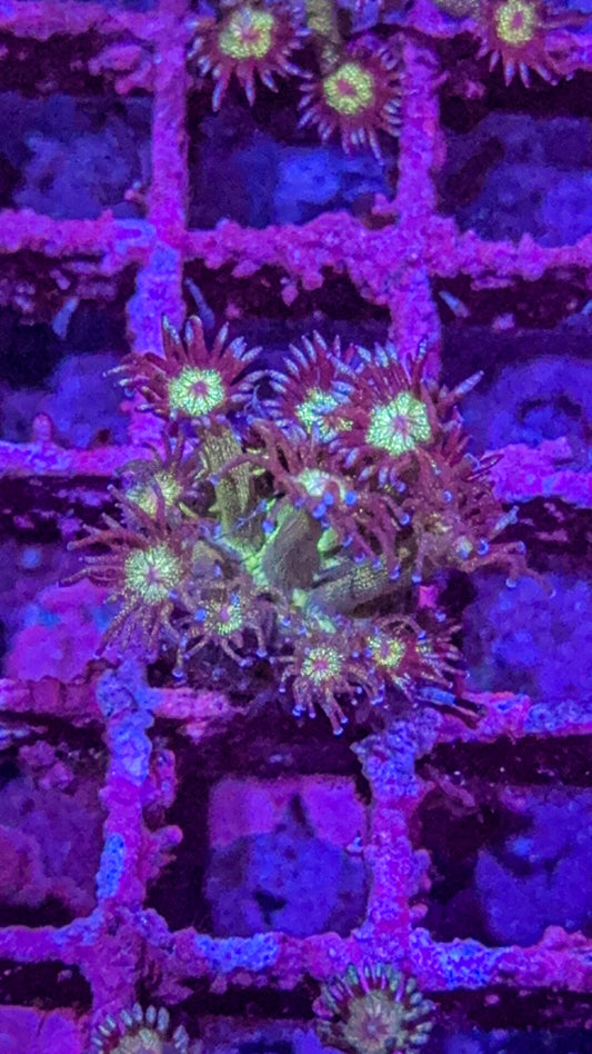 Glitter Goni (WYSIWYG)