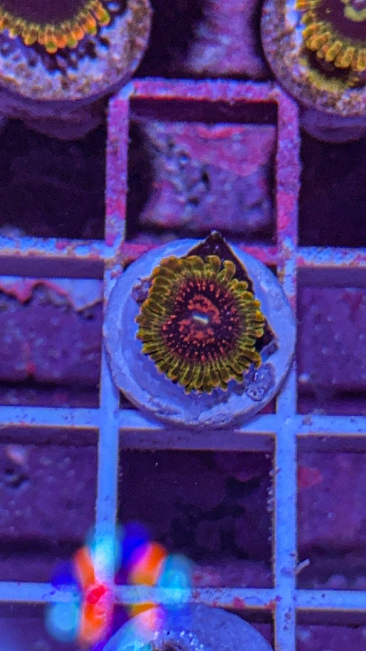GMK Zoa (WYSIWYG)