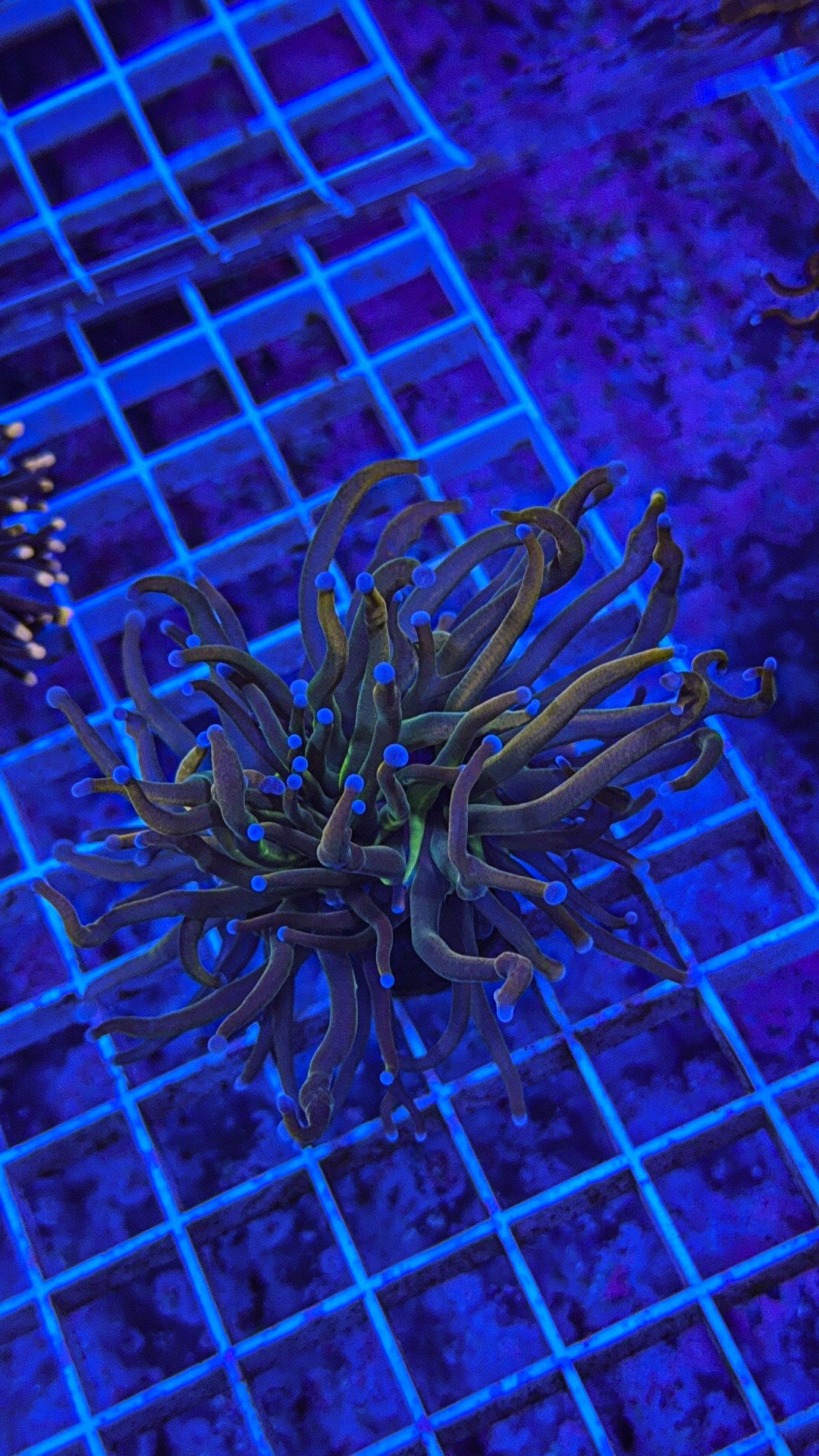 Dragon Tamer Torch (WYSIWYG)