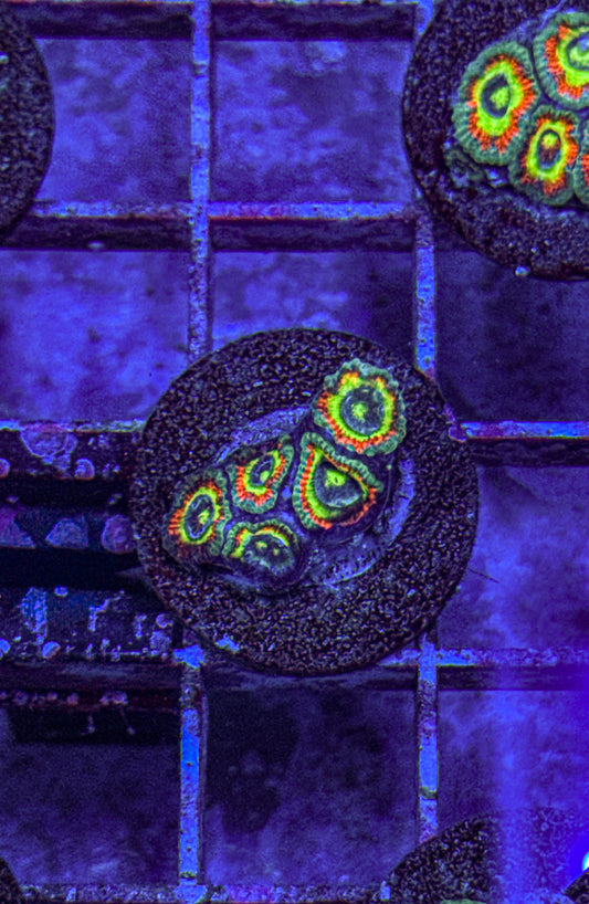 Holy Grail Micromussa Acan (WYSIWYG)