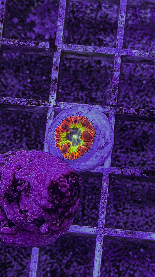 Indo Blasto (WYSIWYG)