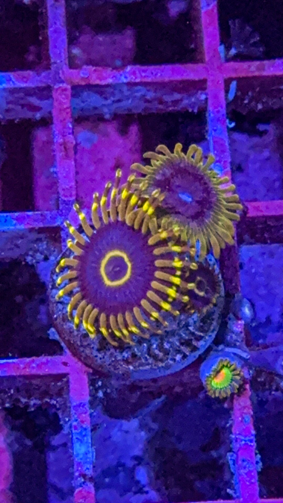 Purple Hornet/Acid Reflux Zoas (WYSIWYG)