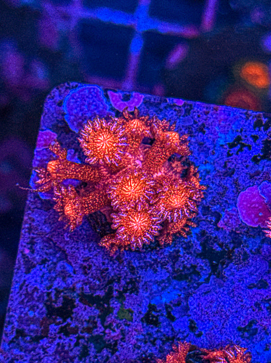 WCC Master Red Glitter Goni (WYSIWYG)