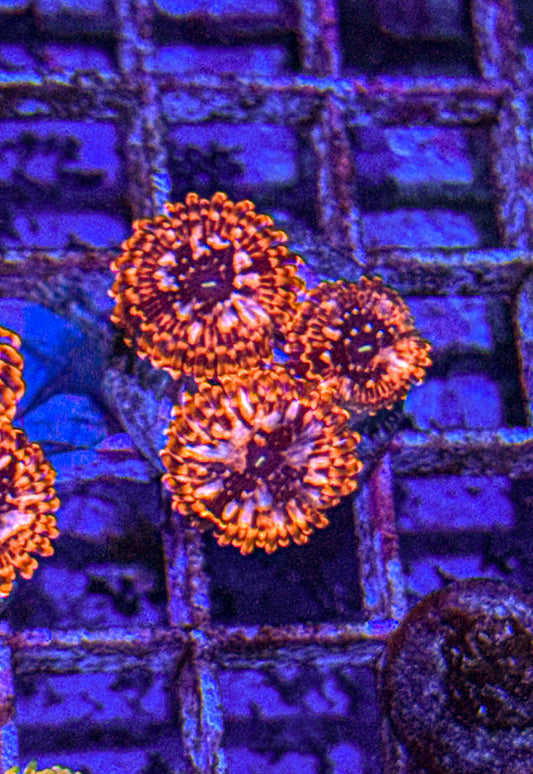 Utter Chaos Zoa’s (WYSIWYG)