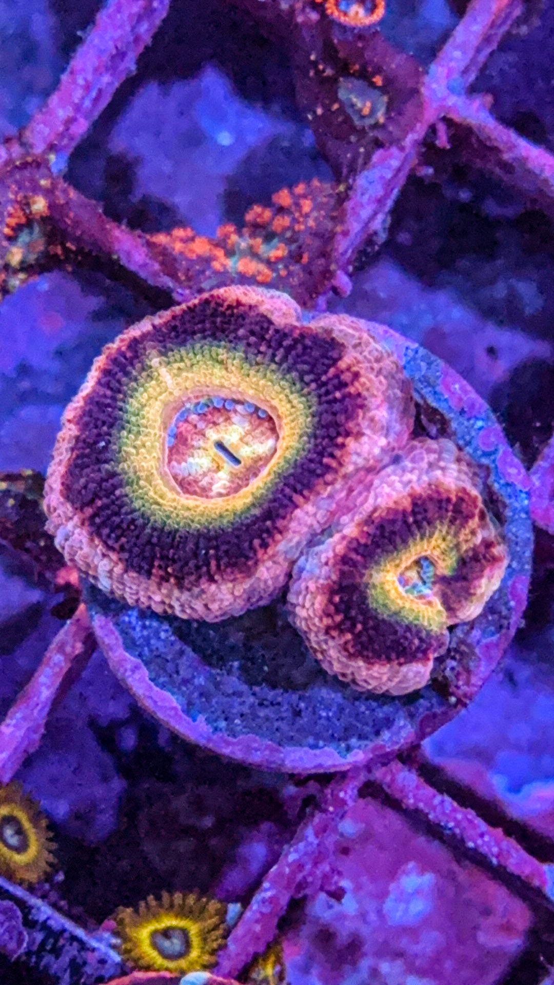 Asian Acan (WYSIWYG)