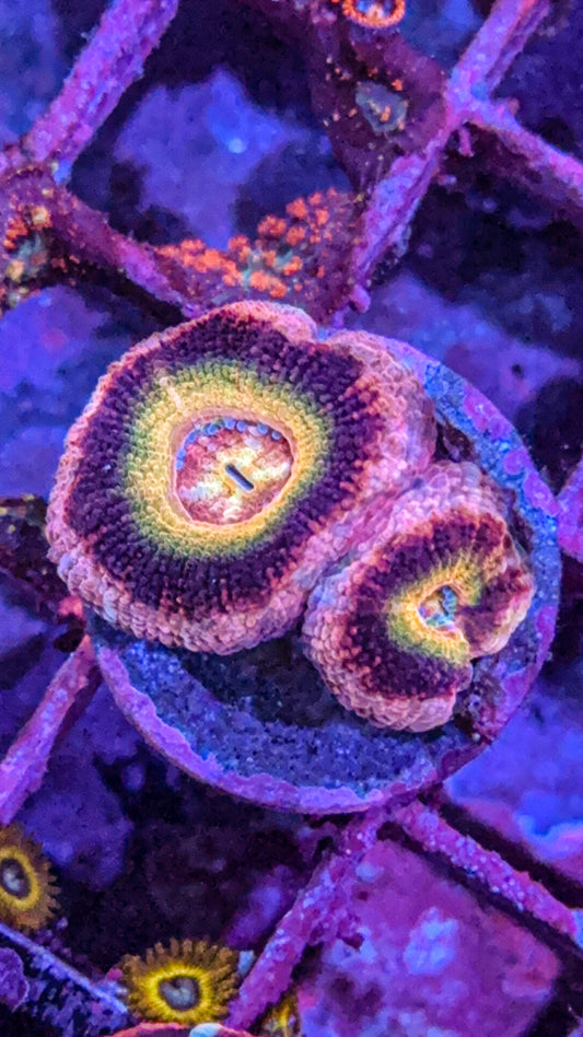 Asian Acan (WYSIWYG)