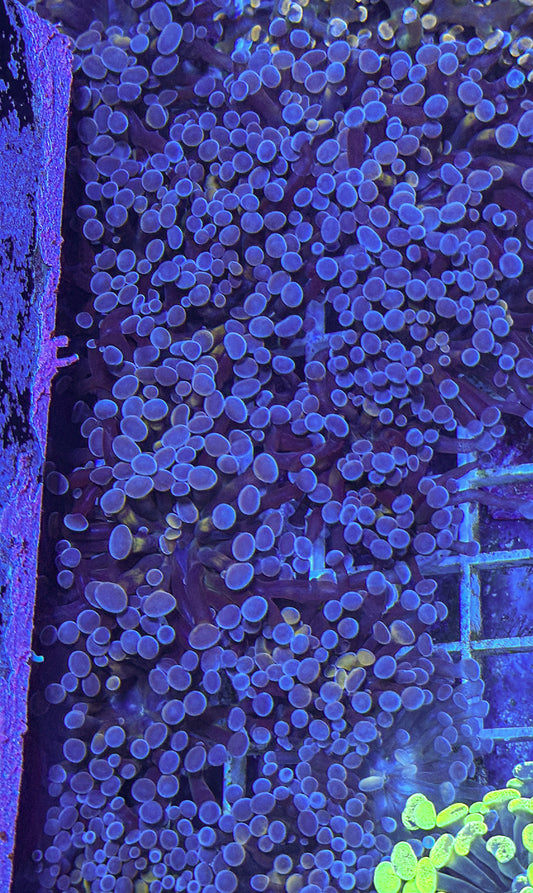 Blue/Pink Hammer (WYSIWYG)