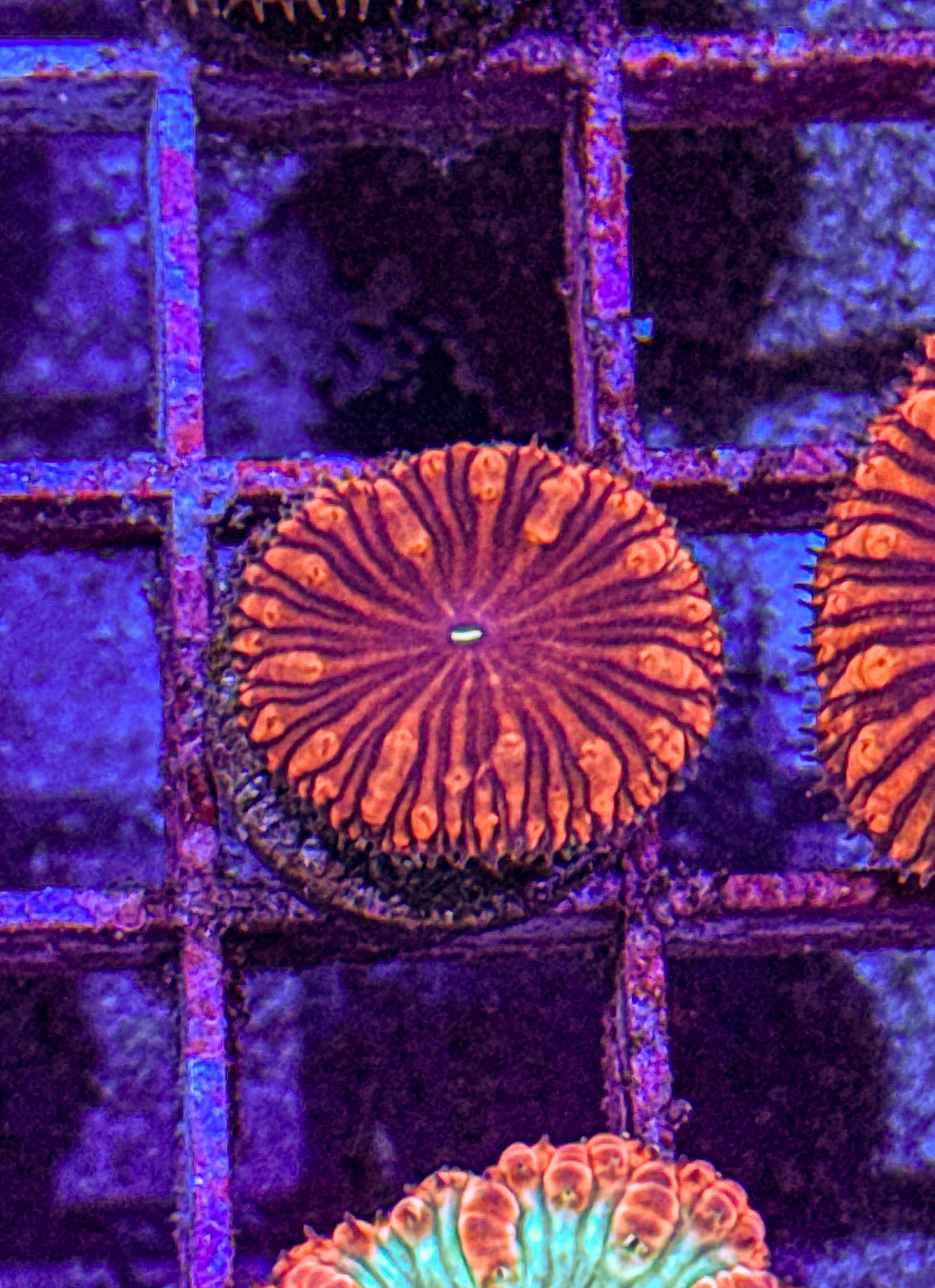 Blasto (WYSIWYG)