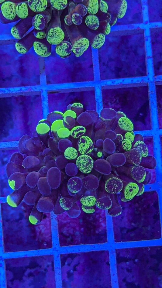 Splatter Hammer #9 (WYSIWYG)