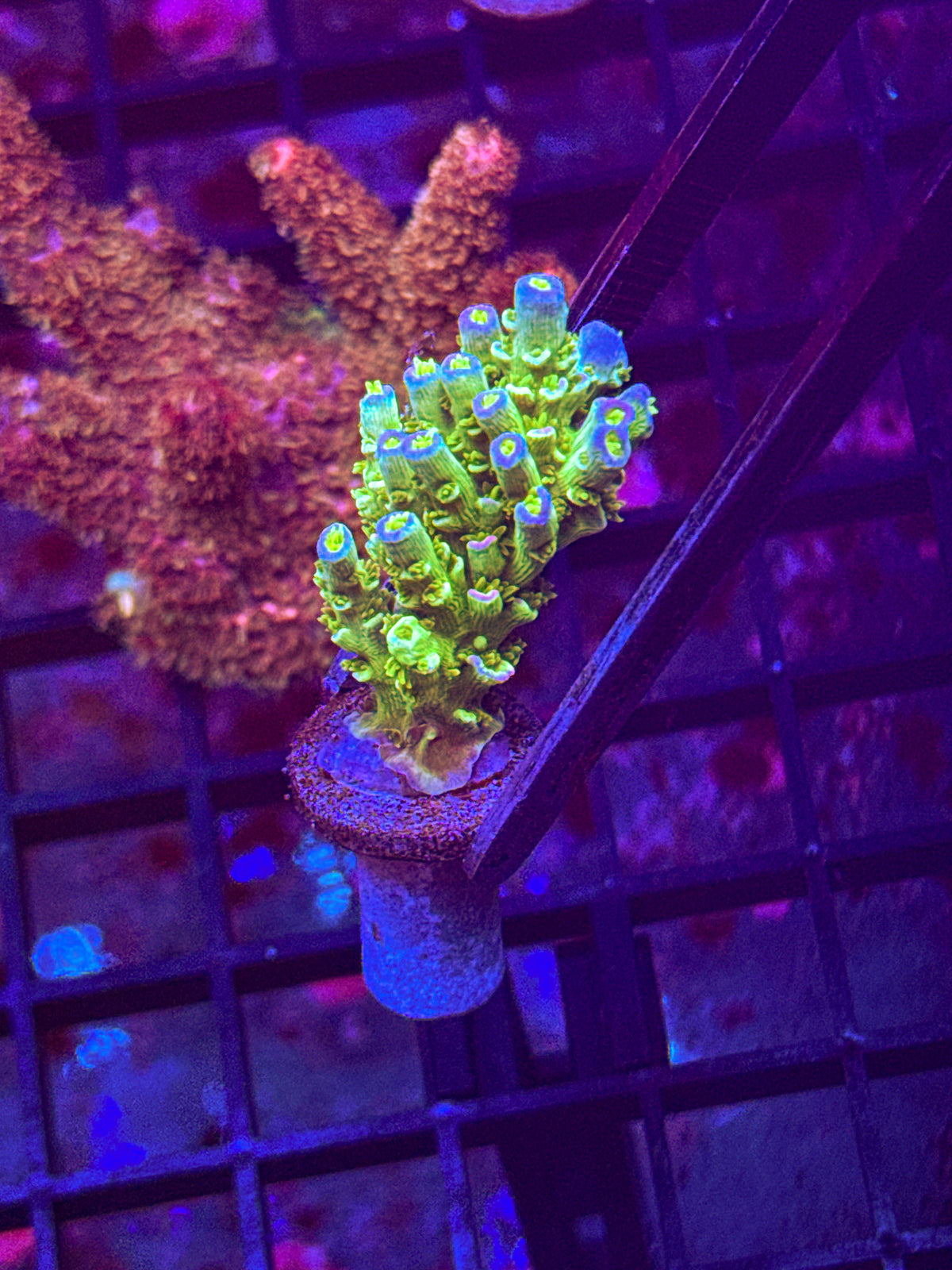 JF Home Wrecker Acro (WYSIWYG)