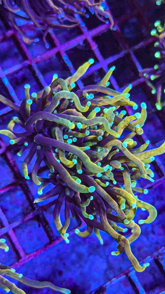 CC21 Tails Torch (WYSIWYG)