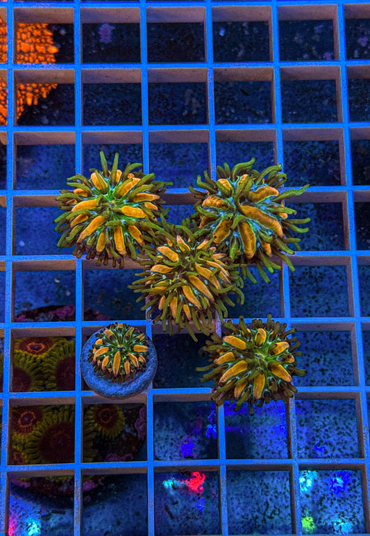 Tank Grown Fungia (WYSIWYG)