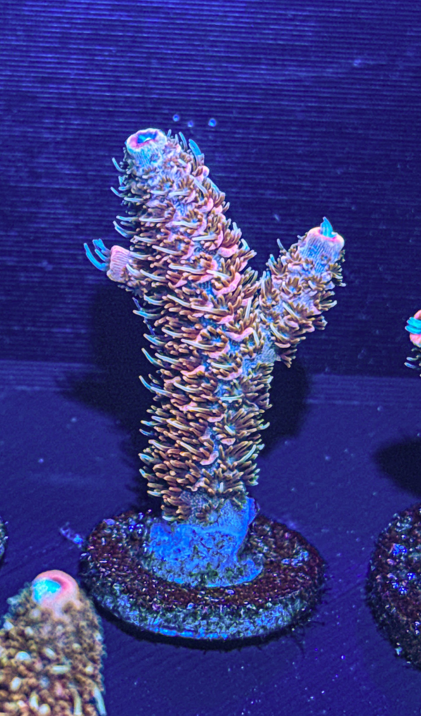 Texas Pink Stag Acro (WYSIWYG)