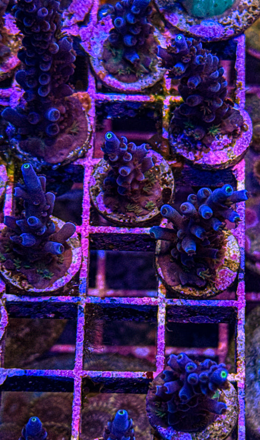 Oregon Tort Acro (WYSIWYG)