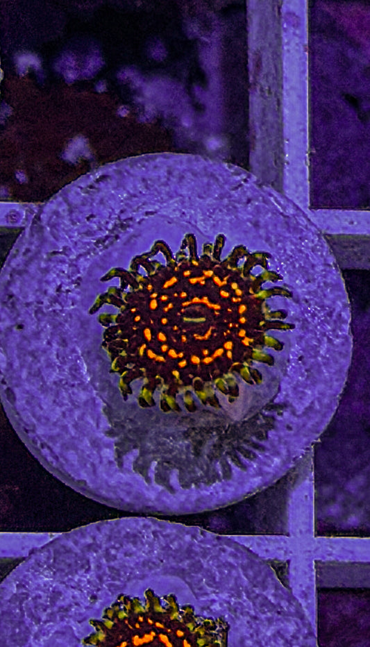 Ultimate Space Monster Zoas #1 (WYSIWYG)